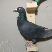 سه تا نر پرشی رو هم 1تومن