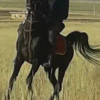 نریان سیلمی عرب ایرانی