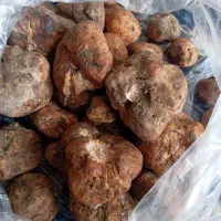 دونبالان کوهی تازه