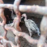 سلام جوجه مرغ لاری.