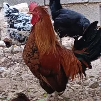 فروش مرغ و جوجه خروس|حیوانات مزرعه|چرام, |دیوار