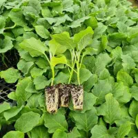 نشا بامجان قلمی پارسید