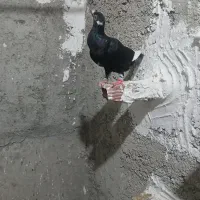 سه عدد کبوتر جوان سه تاشم نره