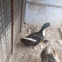 اردک نرو ماده تخم گذار