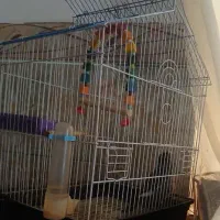 مرغ مینا