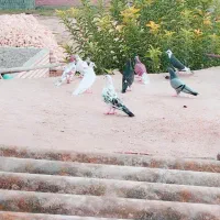 کبوتر