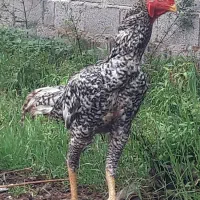 خروس لاری  کوکو تاج مهر  و مرغ لاری ترک|حیوانات مزرعه|کوچصفهان, |دیوار