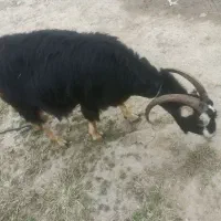 بز ماده|حیوانات مزرعه|رضوانشهر, |دیوار