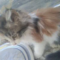 بچه گربه پرشین