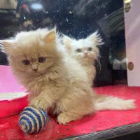 گربه بیریتیش