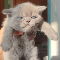 گربه اسکاتیش و پرشین|گربه|گنبد کاووس, |دیوار