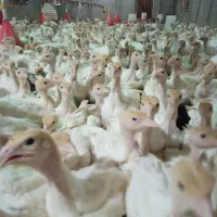 جوجه بوقلمون گوشتی بیوتی 6فوق سنگین