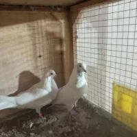 کفتر|پرنده|پاکدشت, پاکدشت (مامازند)|دیوار