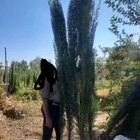 سرو ناز شیرازی پاکتی به قیمت عمده