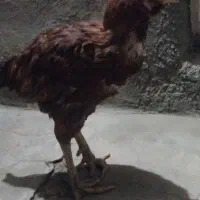 فروش خروس ریش