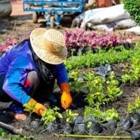 خدمات‌ باغبانی باغچه کاری کاشت گل وگیاه خاک گلدون