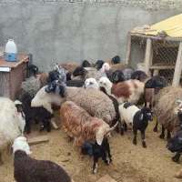 میش چاق|حیوانات مزرعه|جوادآباد, |دیوار