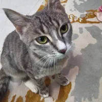 واگذاری گربه|گربه|بابل, |دیوار