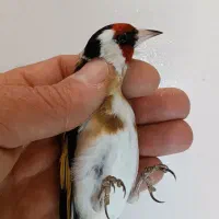 سهره گل بلند درشت و کشیده|پرنده|خرمدره, |دیوار