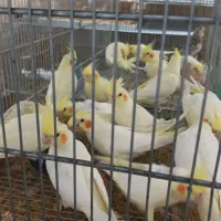 فروش عروس هلندی،برزیلی،قناری مستقیم از سالن پرورش|پرنده|صحنه, |دیوار