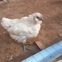 فروش جوجه مرغ و خروس نیمجه گلپایگان|حیوانات مزرعه|پیشوا, |دیوار