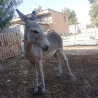 کره خر