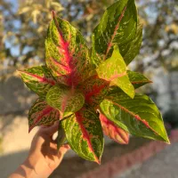 انواع گل اپارتمانی|گل و گیاه طبیعی|بابل, |دیوار