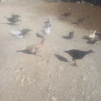 فروش ۱راس بزغاله نر|حیوانات مزرعه|ملکشاهی, |دیوار