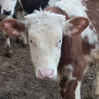 فروش گوساله نر سیمینتال