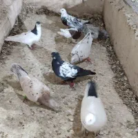 کفتر گرفتنی|پرنده|کاشمر, |دیوار