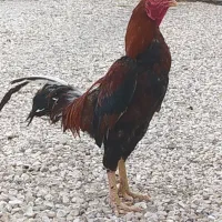 خروس لاری قد بلند مرغ گیر جوان