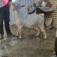نر بر سانن