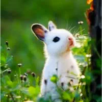 خرگوش پیدا شده