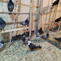 کبوتر|پرنده|یزد, |دیوار