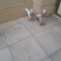 کبوتر فروشی|پرنده|سبزوار, جهاد کشاورزی|دیوار