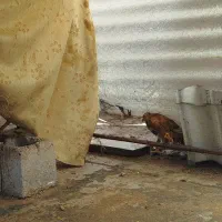 مرغ کردی|حیوانات مزرعه|سقز, |دیوار