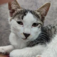 گربه نژاد dsh گمشده