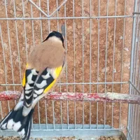 ۱۰ عدد سهره جفتی کت باز کن|پرنده|بروجرد, |دیوار