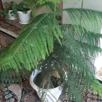 کاج مطبخ(گل اپارتمانی)