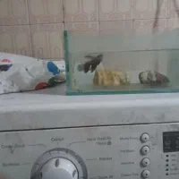 فایتر پلاکت|ماهی|تهران, هفت چنار|دیوار