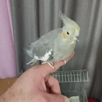 دو عدد عروس همراه با جوجه و قفس