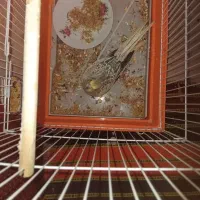 فروش عروس هلندی نر بالغ
