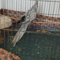 عروس هلندی ایزابلاس