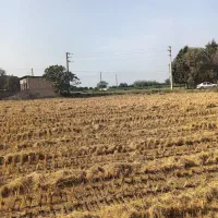 زمین 8600متر در مازندران جاده قائم شهر به جویبار|فروش زمین و ملک کلنگی|قائمشهر, |دیوار