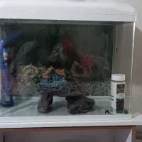 اکواریوم شرکتی