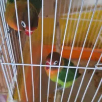 پرنده طوطی عروس برزیلی