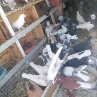 کبوتر ترکیه. طوقی. قره.