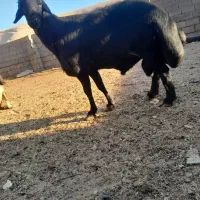 قوچ اصل افشاری خوشگل