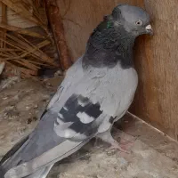 سبز و زاغ