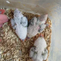 طوطی گرینچیک سرلاکی